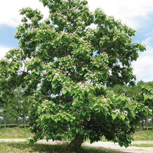Catalpa Tree