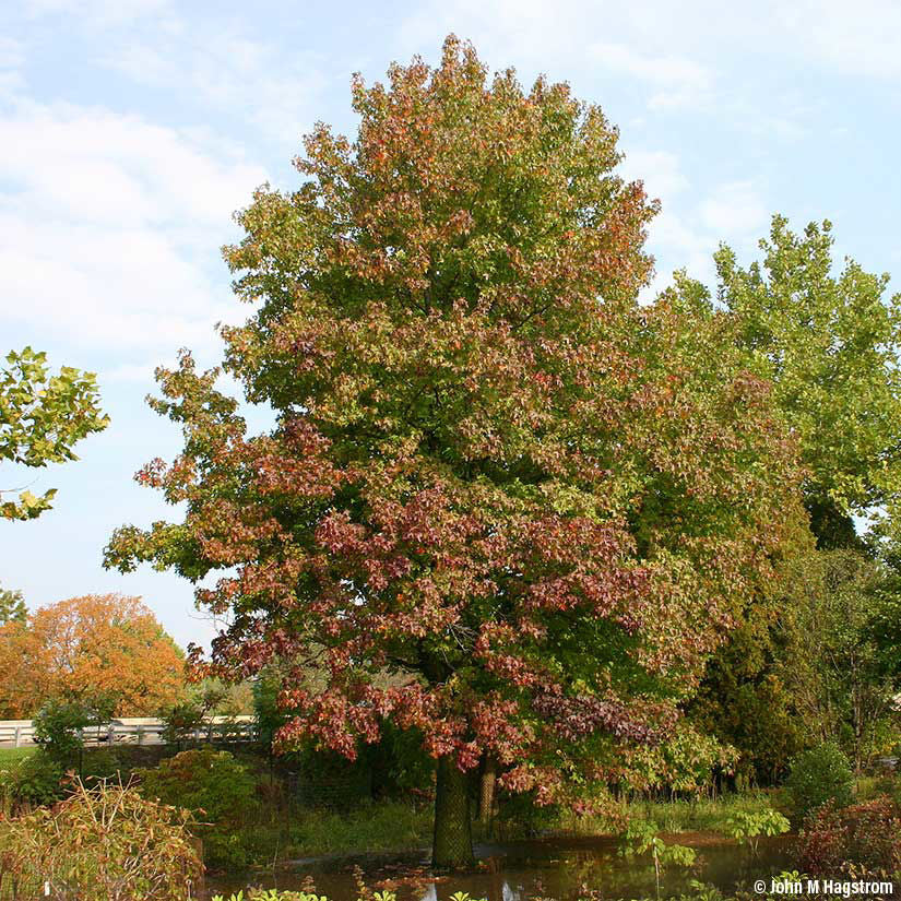 American Sweetgum
