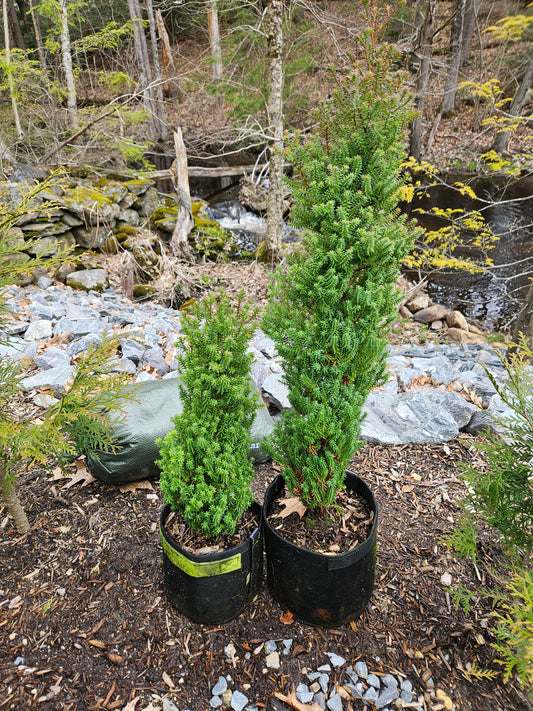 'Red Star' False Cypress