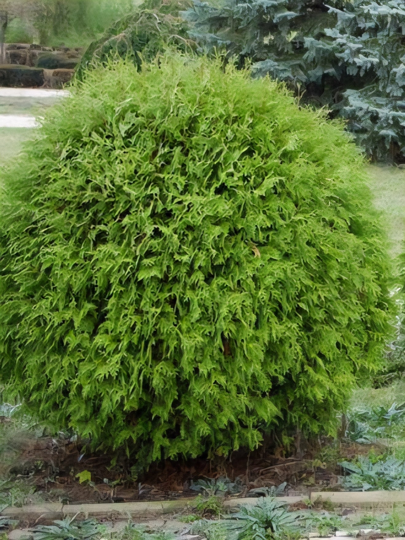 'Danica Globe' Arborvitae