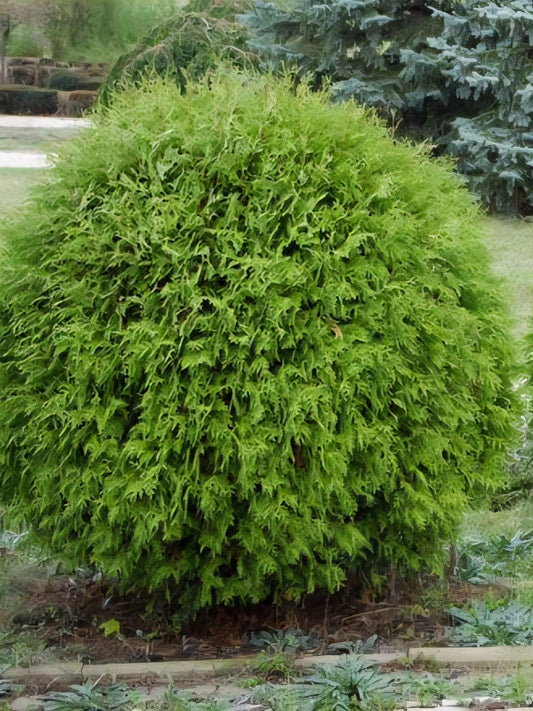 'Danica Globe' Arborvitae