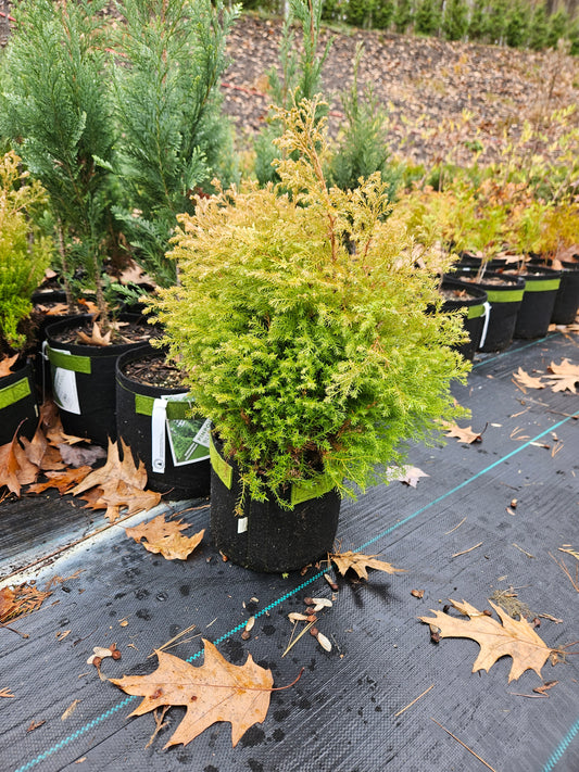 'Rheingold Globe' Arborvitae