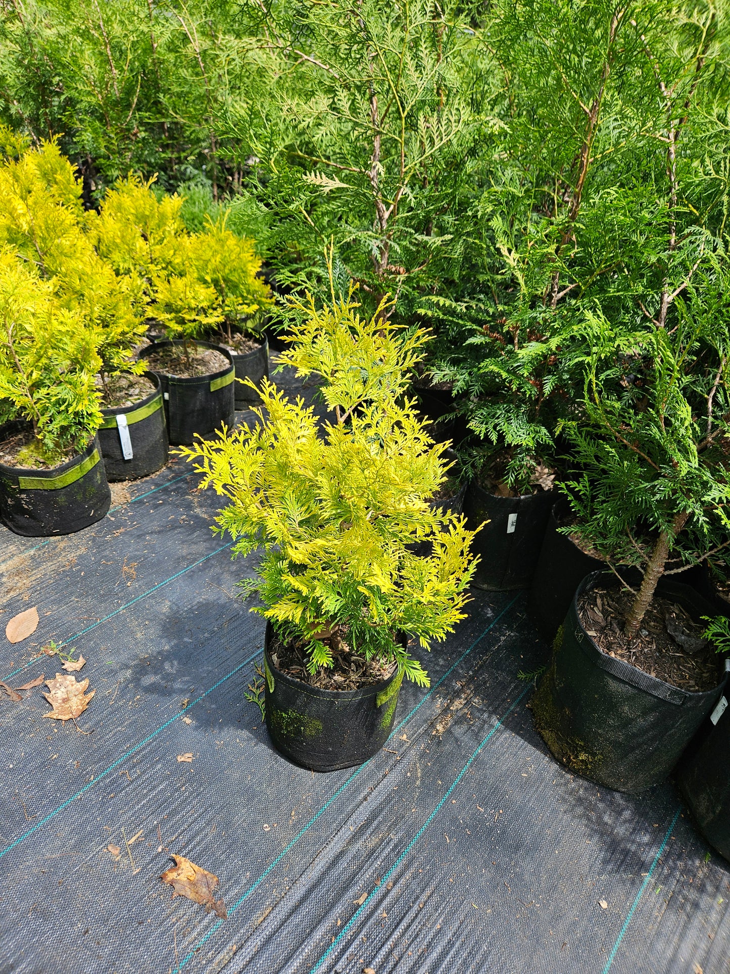 'Yellow Ribbon' Arborvitae