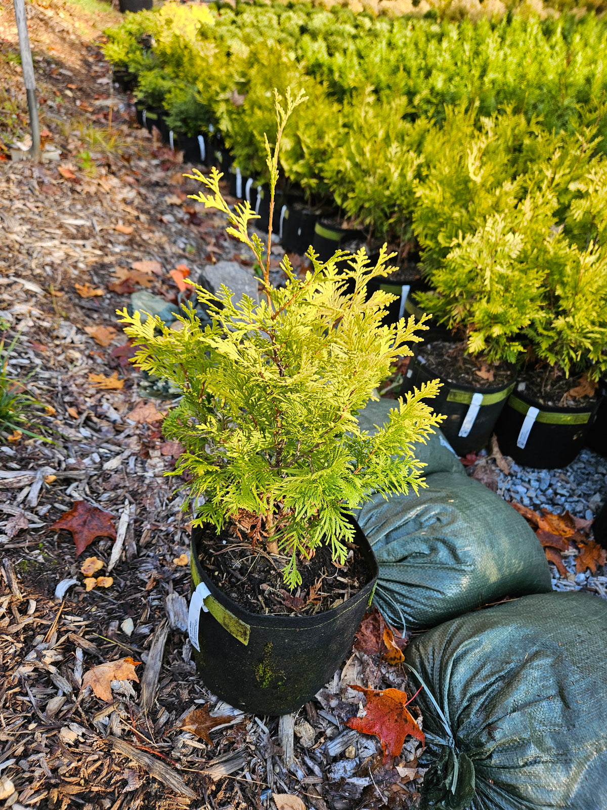 'Yellow Ribbon' Arborvitae