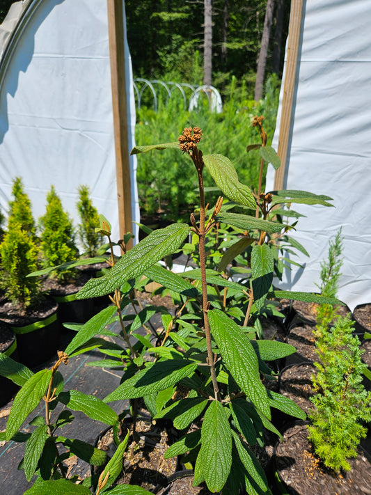 Leatherleaf Viburnum
