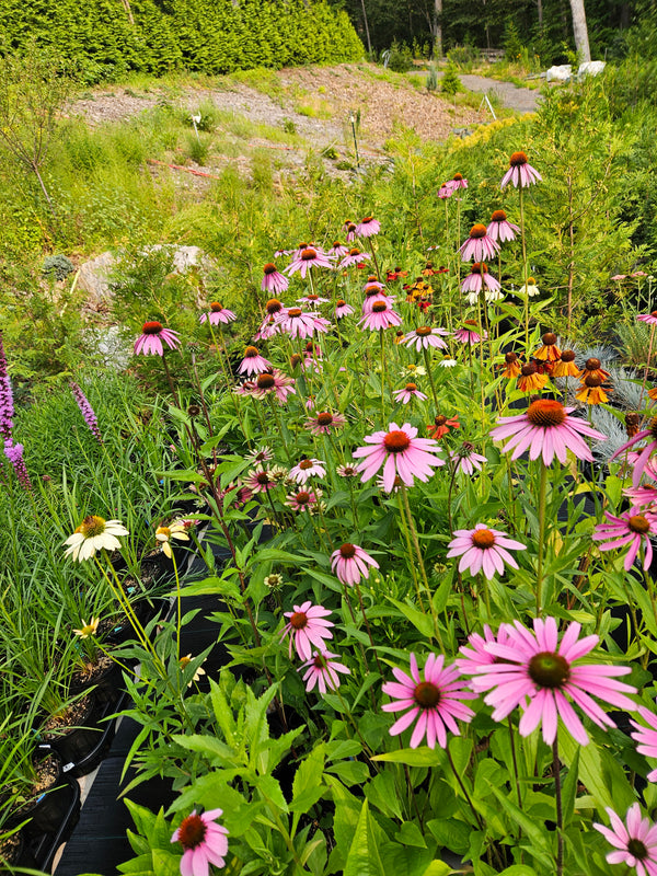 Mixed Coneflower