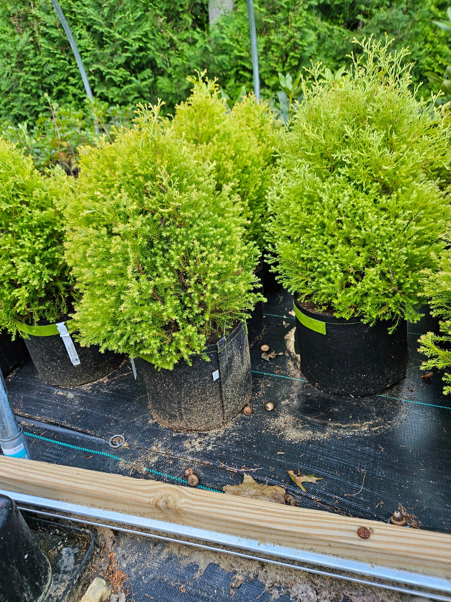 'Rheingold Globe' Arborvitae