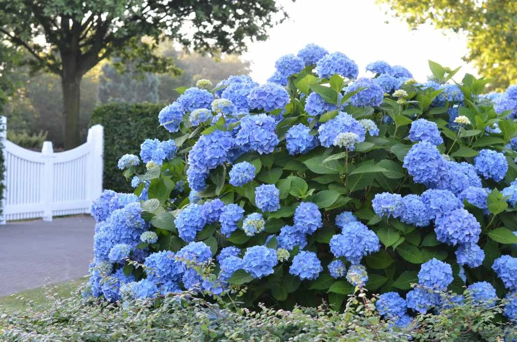 'Bailmer' Blue Hydrangea