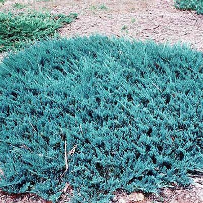 Blue Chip Juniper