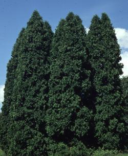 'Nigra' Arborvitae