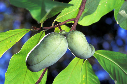 Pawpaw Tree (Asimina triloba)