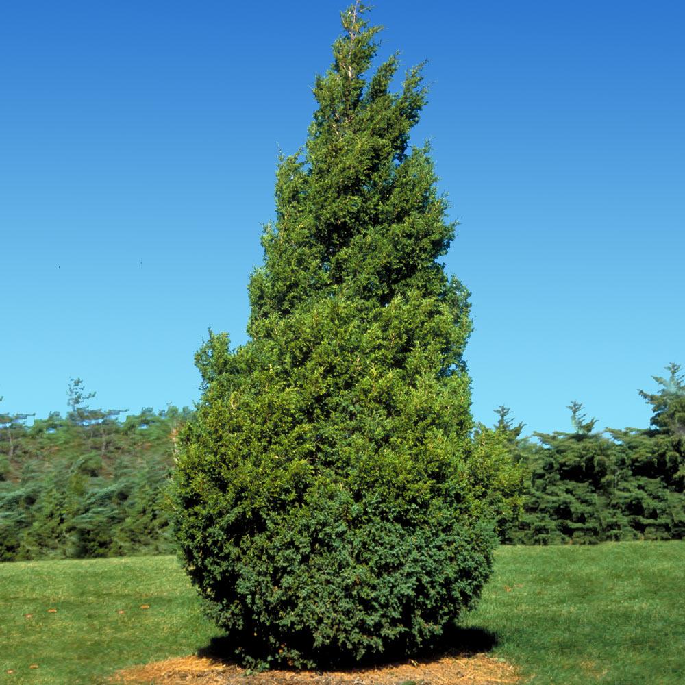 ‘Baby Giant’ / ‘Virginian’ Arborvitae