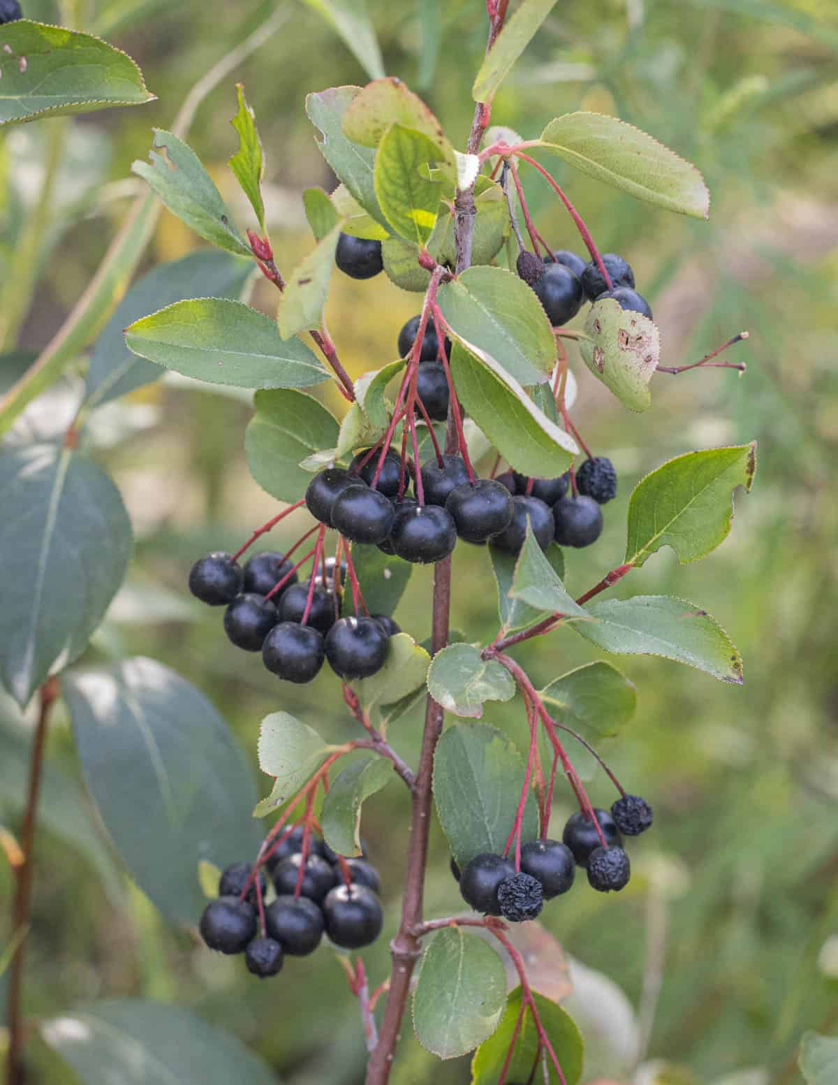 Black Chokeberry