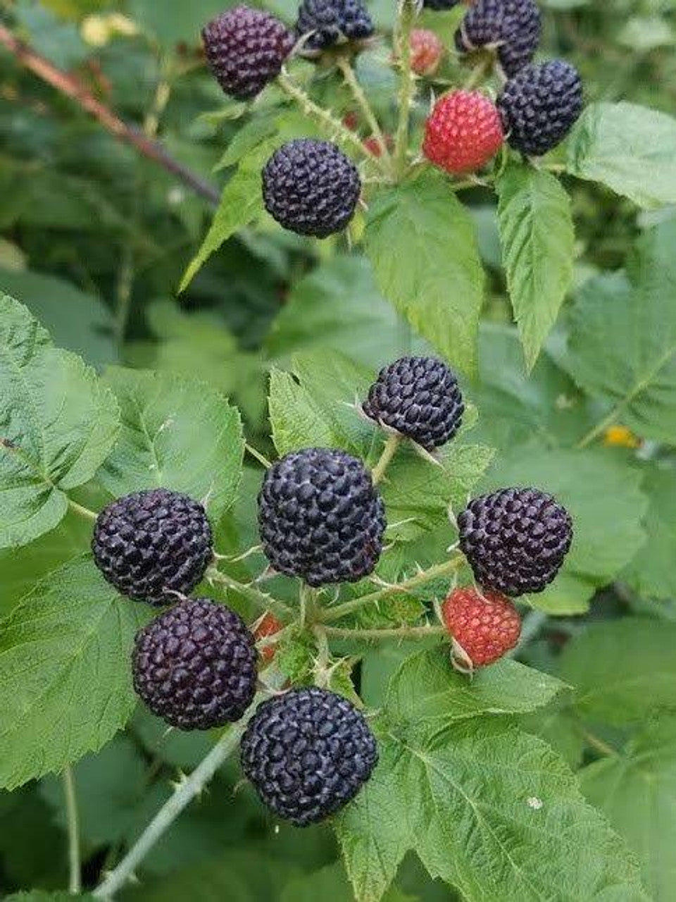 Black Delicious Raspberry
