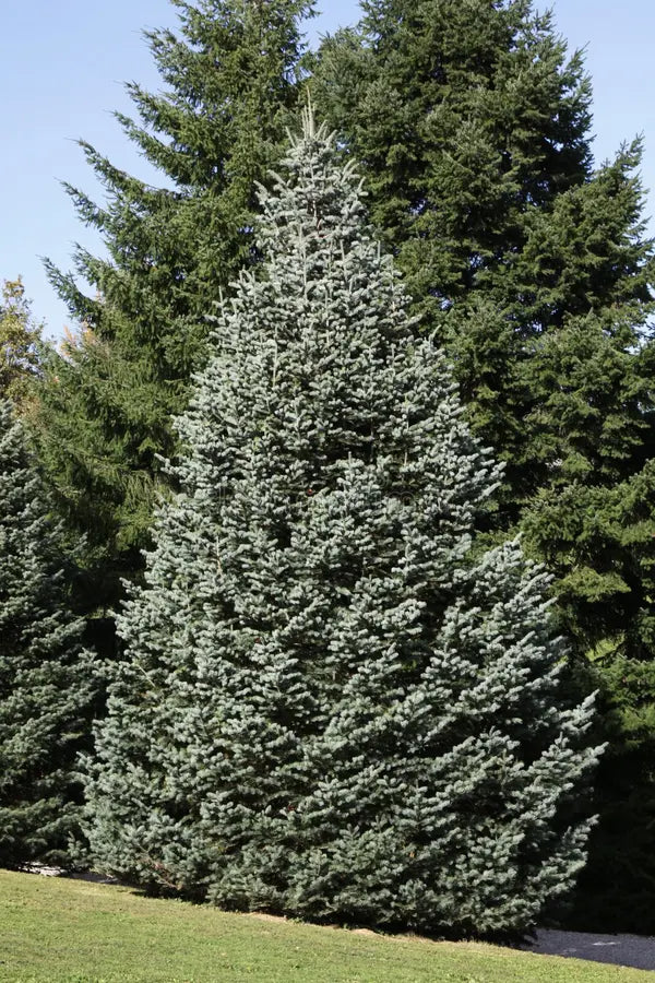 Concolor Fir
