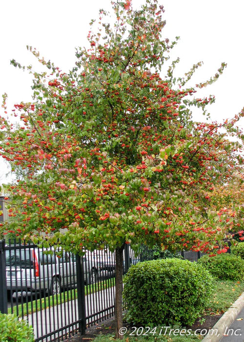 Washington Hawthorn