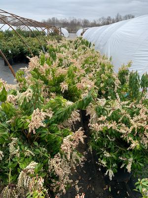 Pieris Japonica 'Scarlet O’Hara'