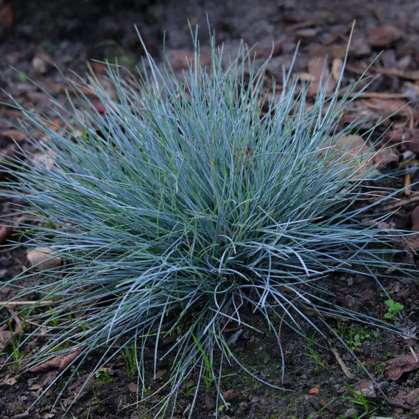 Blue Buddy Grass