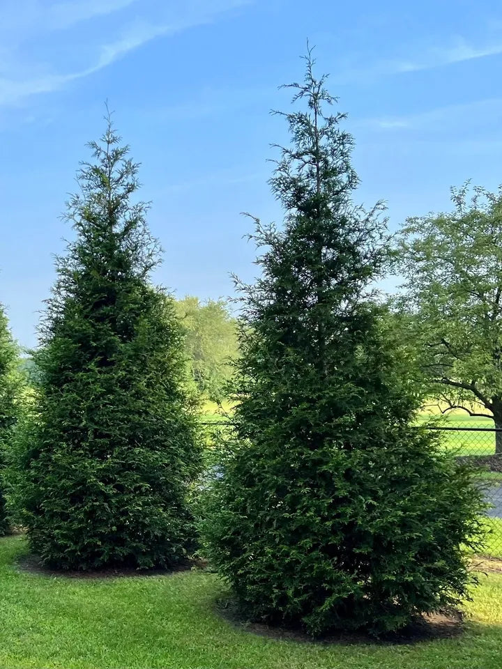 'Green Giant' Arborvitae