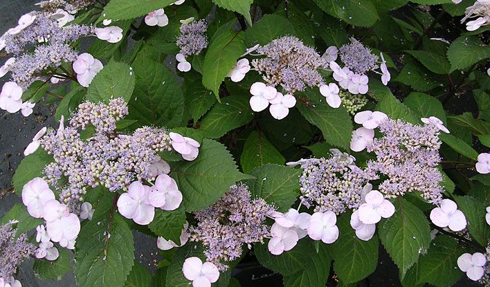 ‘Lady in Red’ Hydrangea