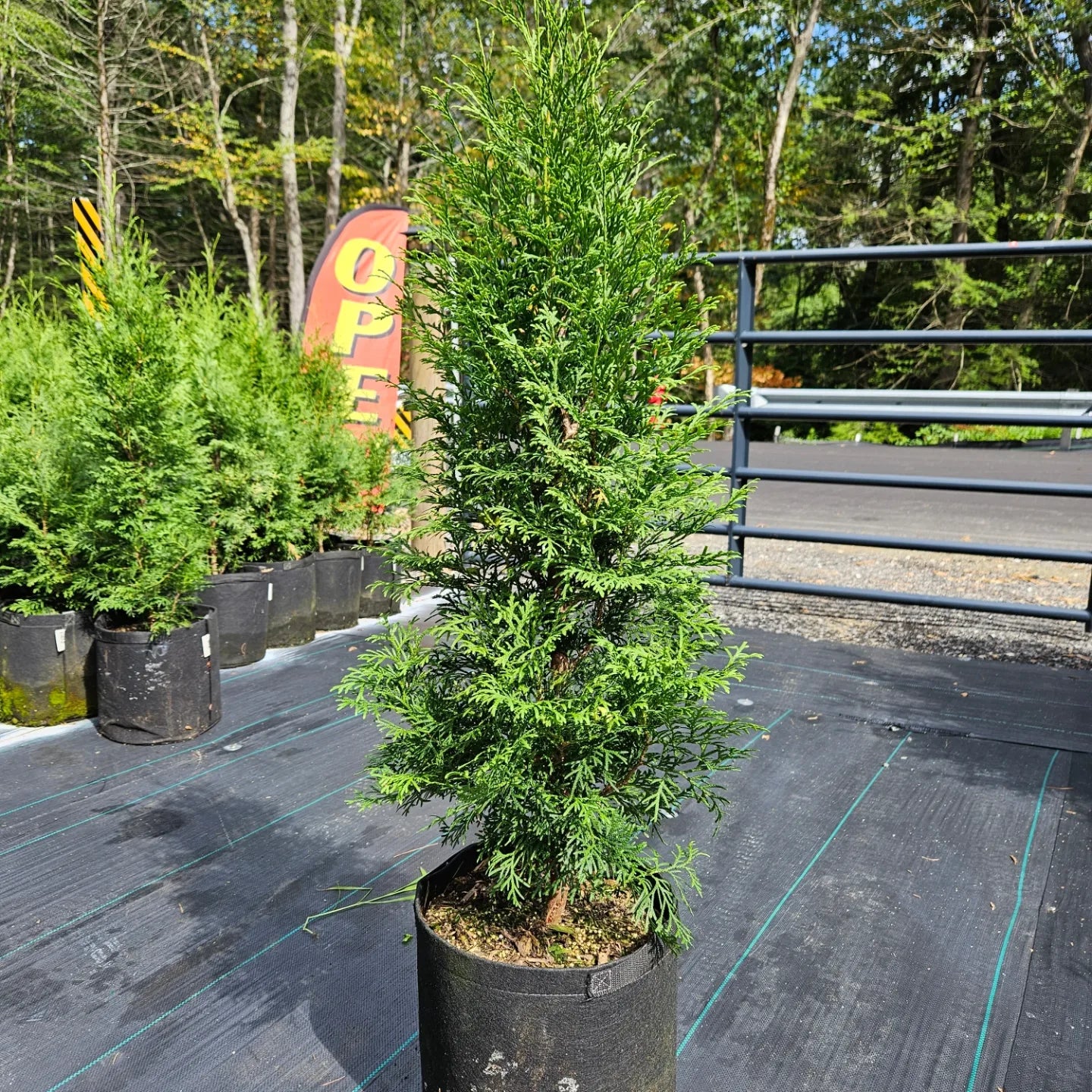 'Hetz Wintergreen' Arborvitae