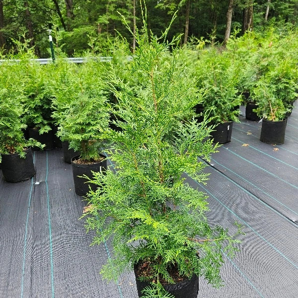 'American' Arborvitae