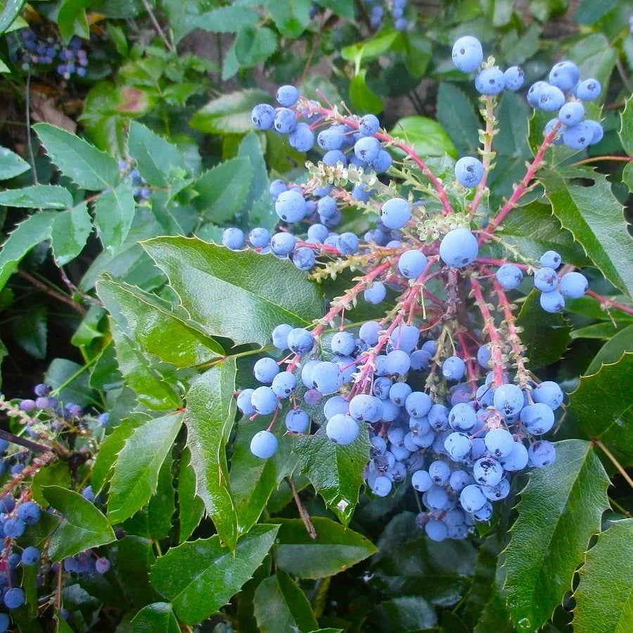 Oregon Grape