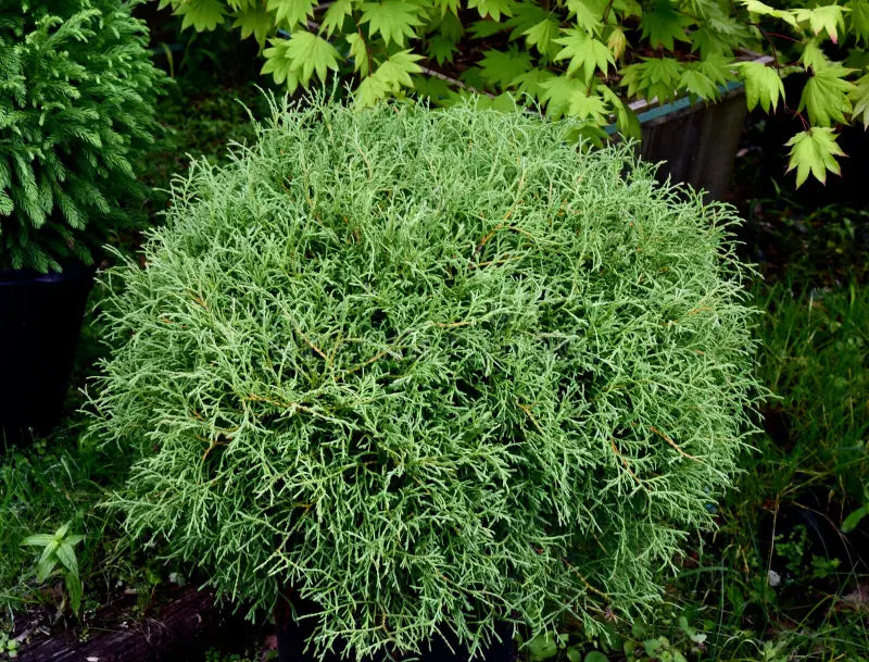 'Mr. Bowling Ball®' Arborvitae