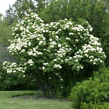 Nannyberry Viburnum
