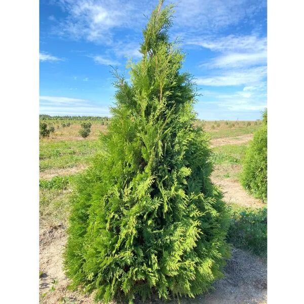 'Nigra' Arborvitae