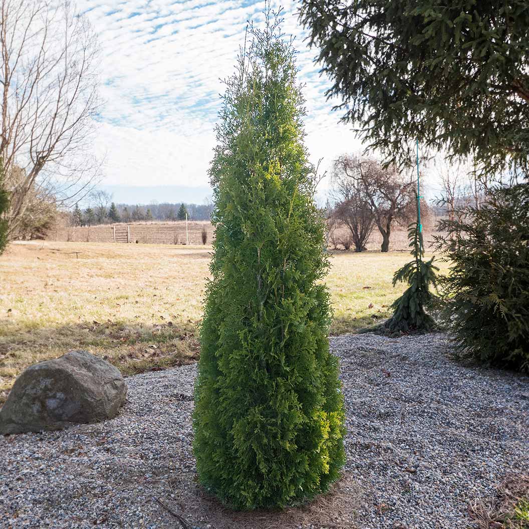 ‘North Pole’ Arborvitae