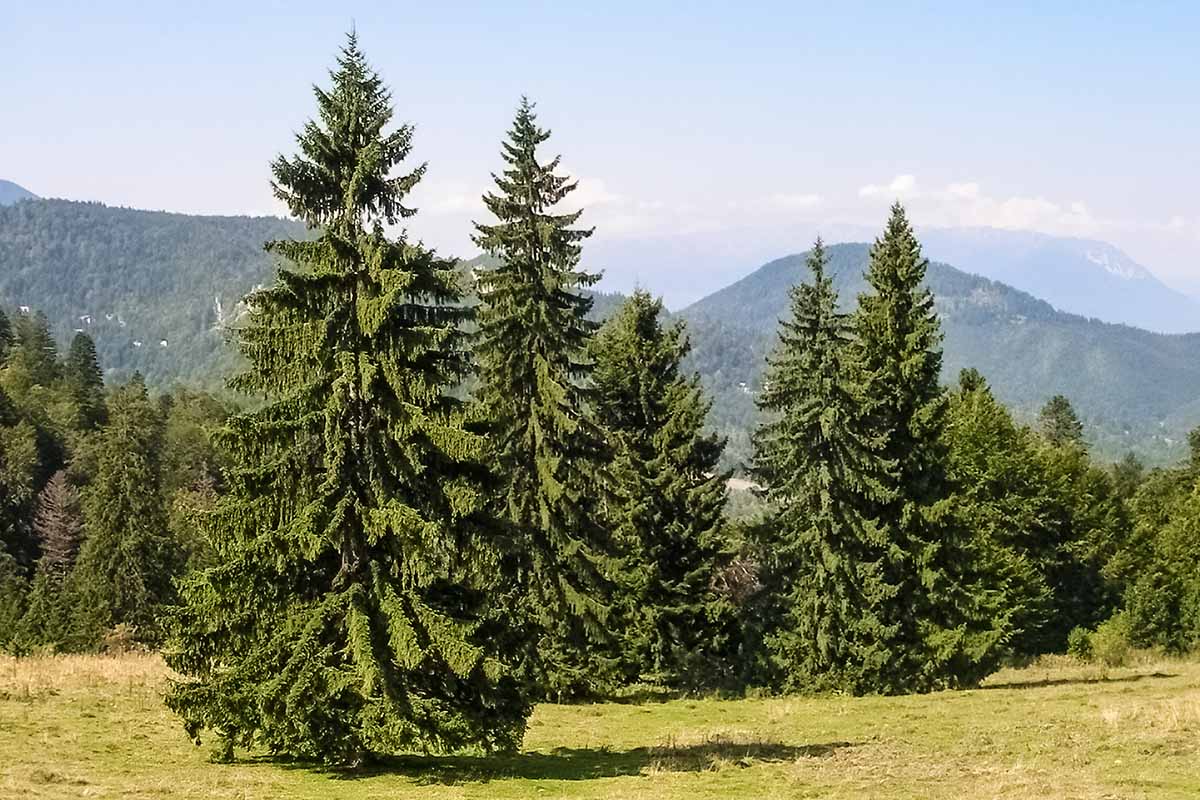 Norway Spruce