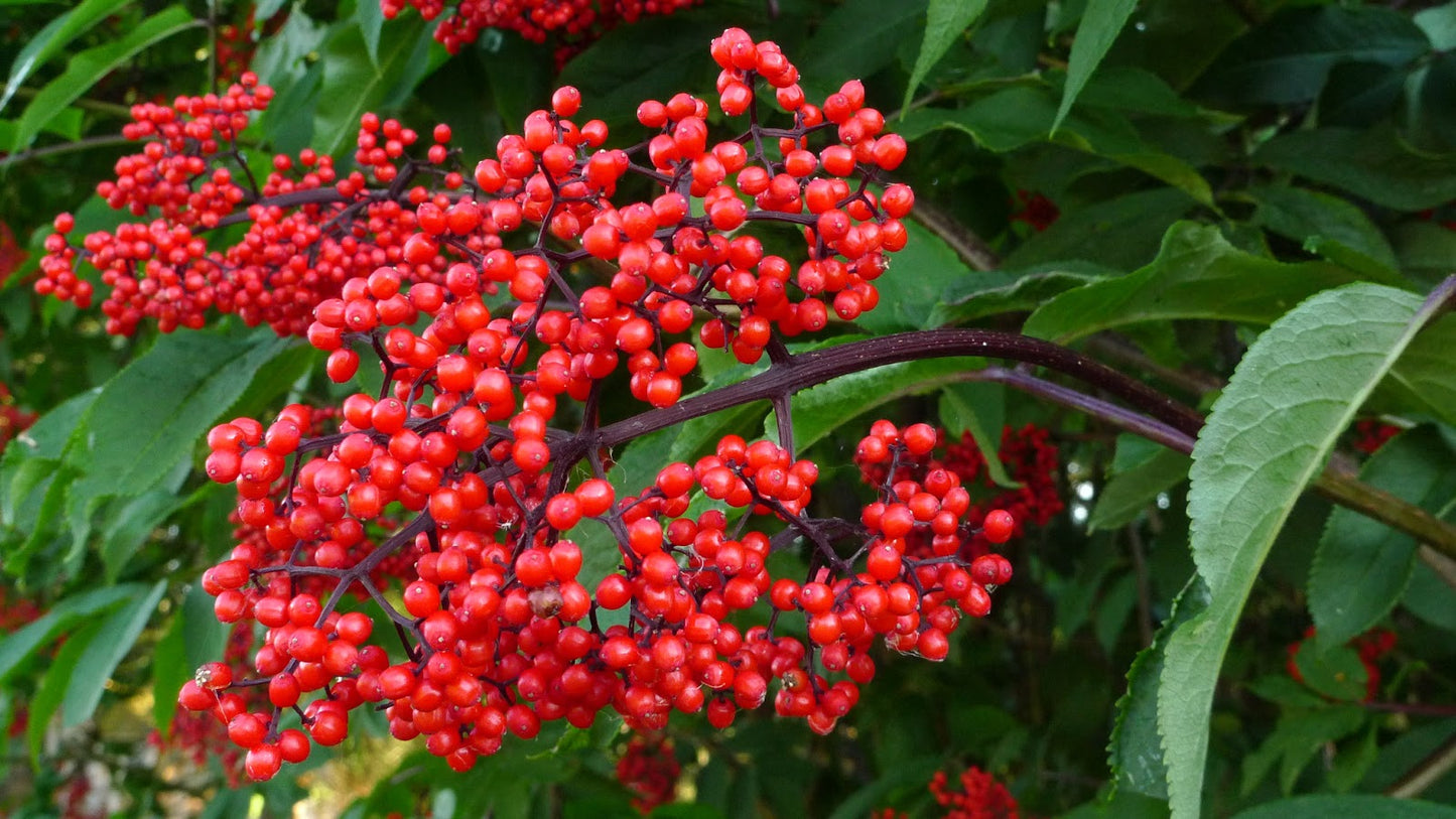 Red Elderberry