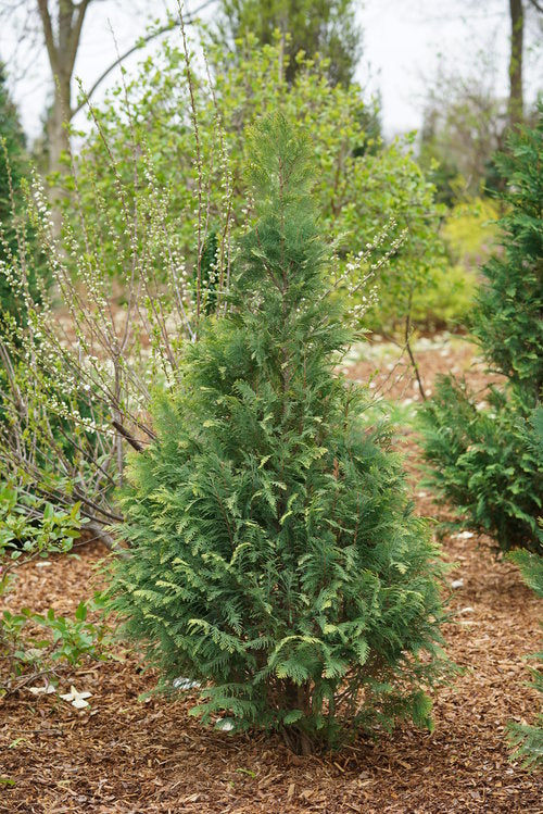PINPOINT® Blue & Gold' False Cypress