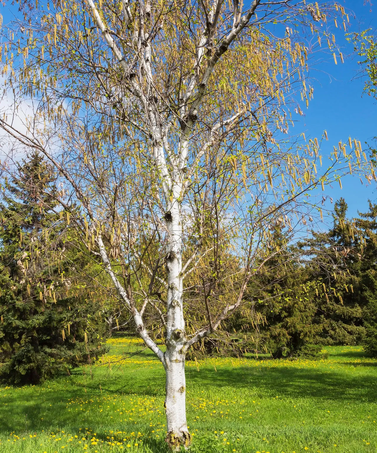 Paper Birch Tree