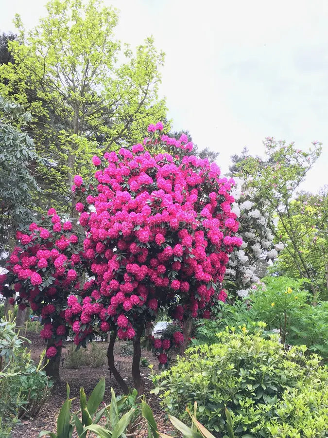 Pink Rhododendron