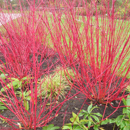 Red Twig Dogwood ‘Bailey’