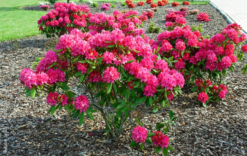 Red Nova Zembla Rhododendron