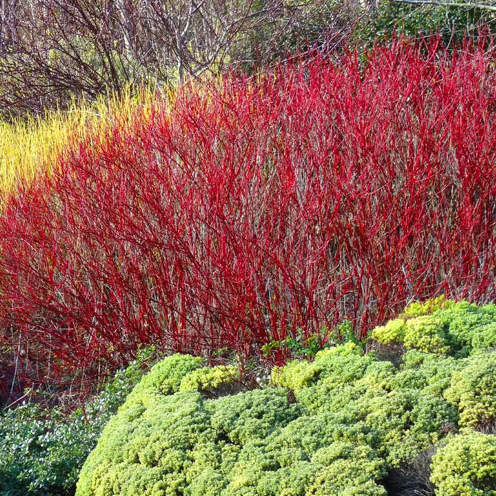 ‘Red Twig’ Dogwood