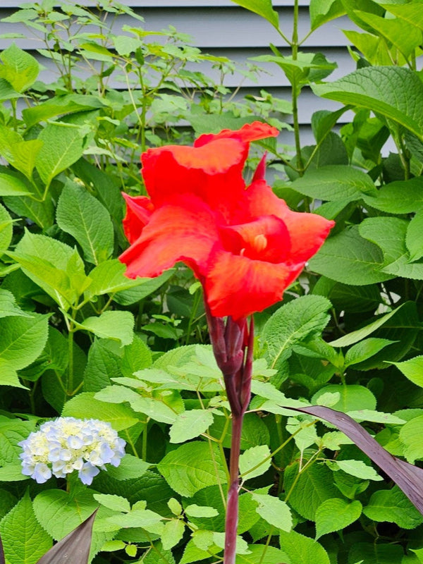 Canna Lilly 'Australia'