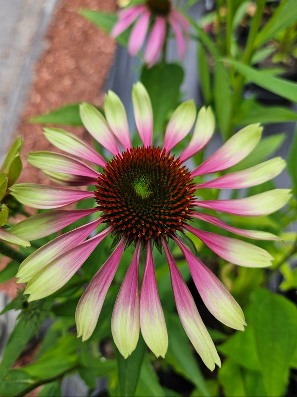 Green Twister Coneflower
