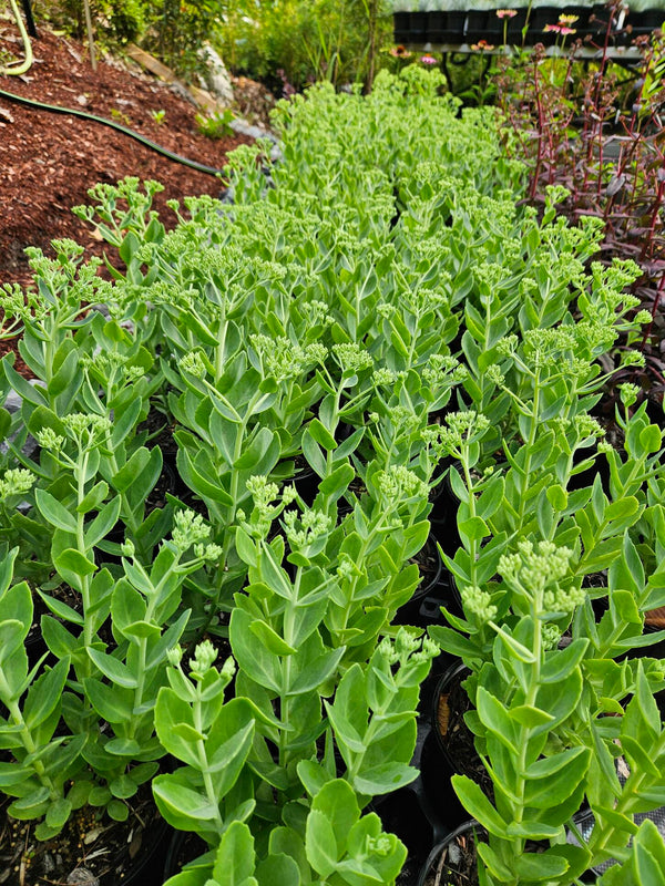 Sedum 'Autumn Joy'