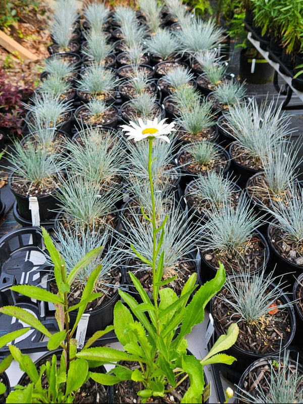 Shasta Daisy 'Silver Princess'