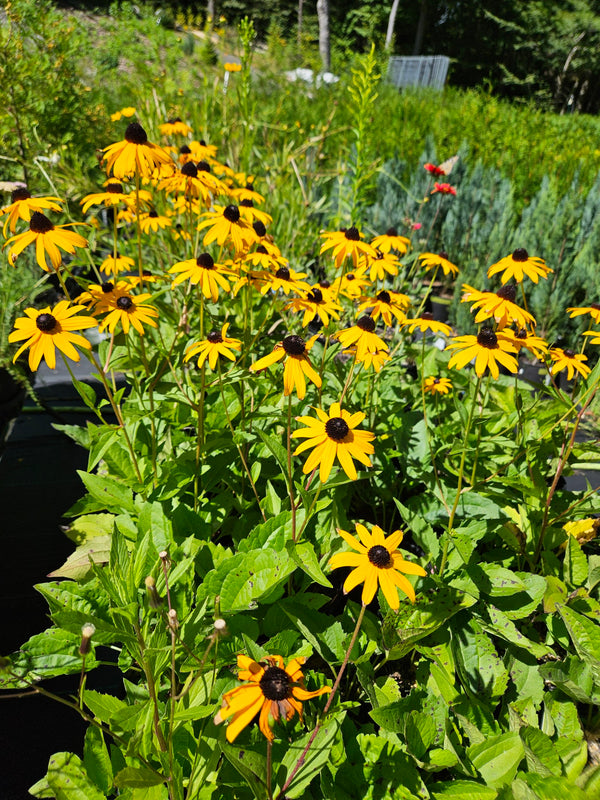 Black Eyed Susan