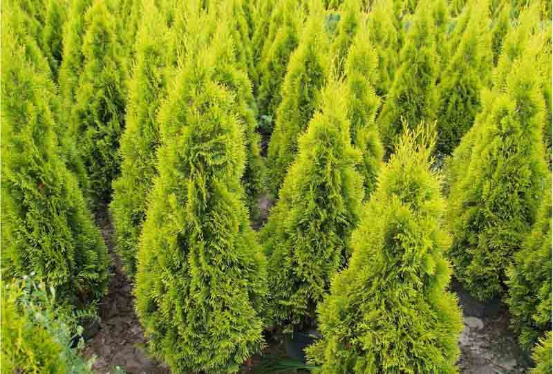 ‘Janed Gold’ Arborvitae