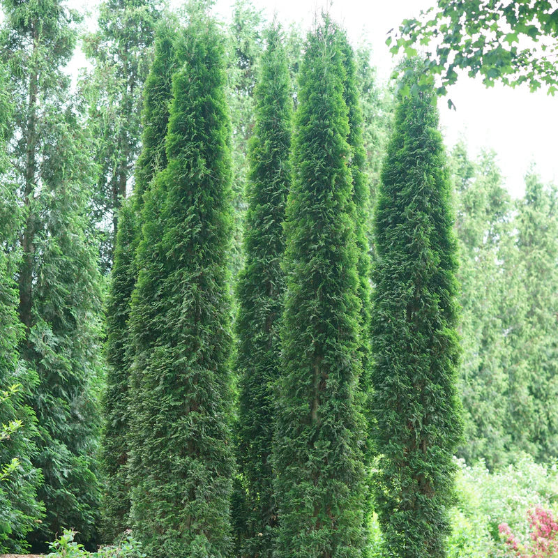 'Thin Man' Arborvitae