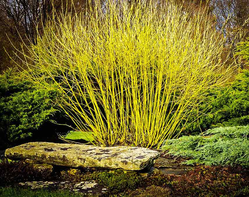 ‘Yellow Twig’ Dogwood