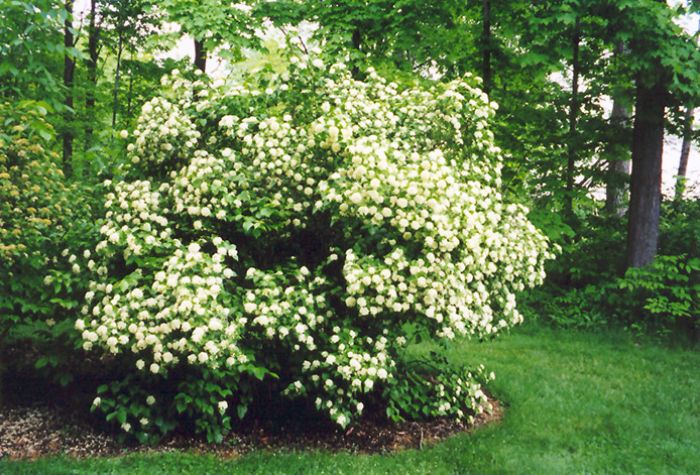Arrowwood Viburnum