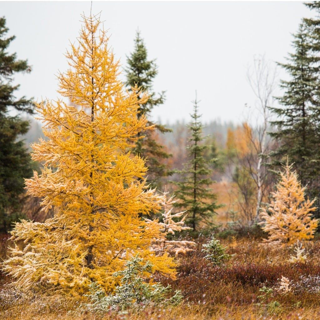 American Tamarack / Larch