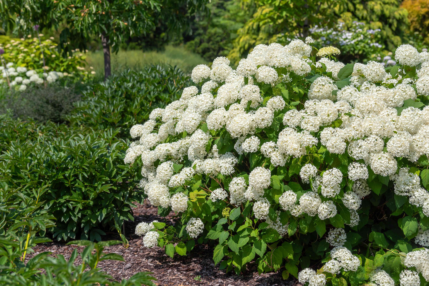 ‘Annabelle’ Hydrangea